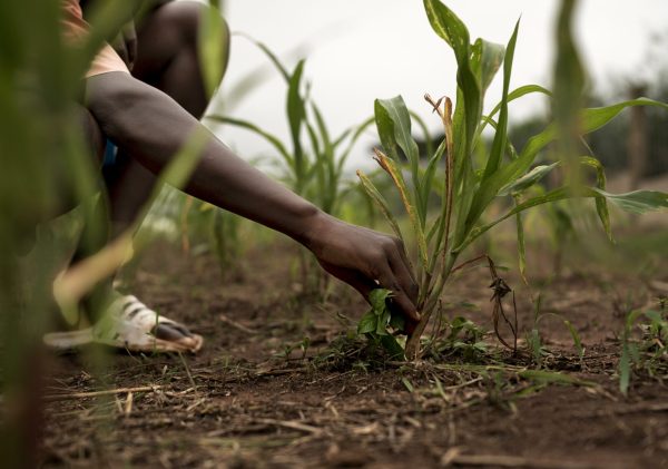 close-up-farmer-holding-plants